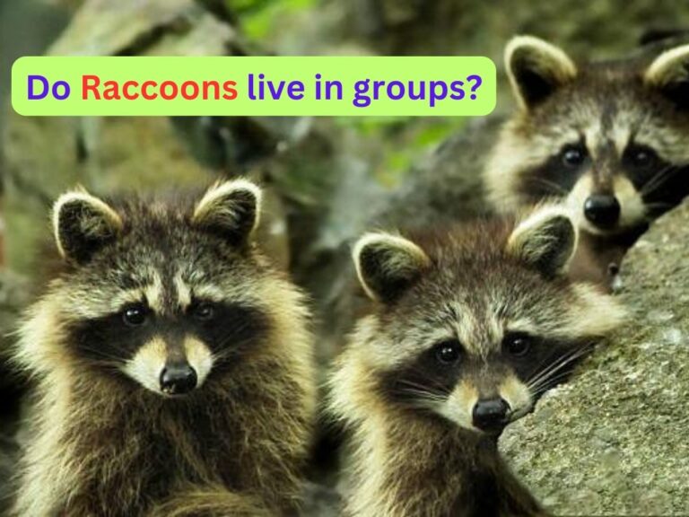 Do Raccoons Live in Groups?-Social Dynamics!