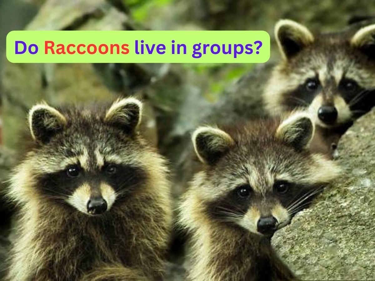 Do raccoons live in groups?