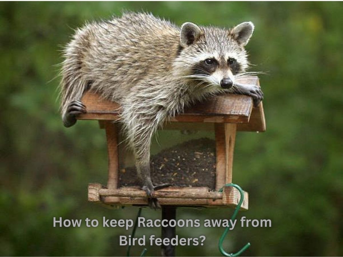 how to keep raccoons away from bird feeders?