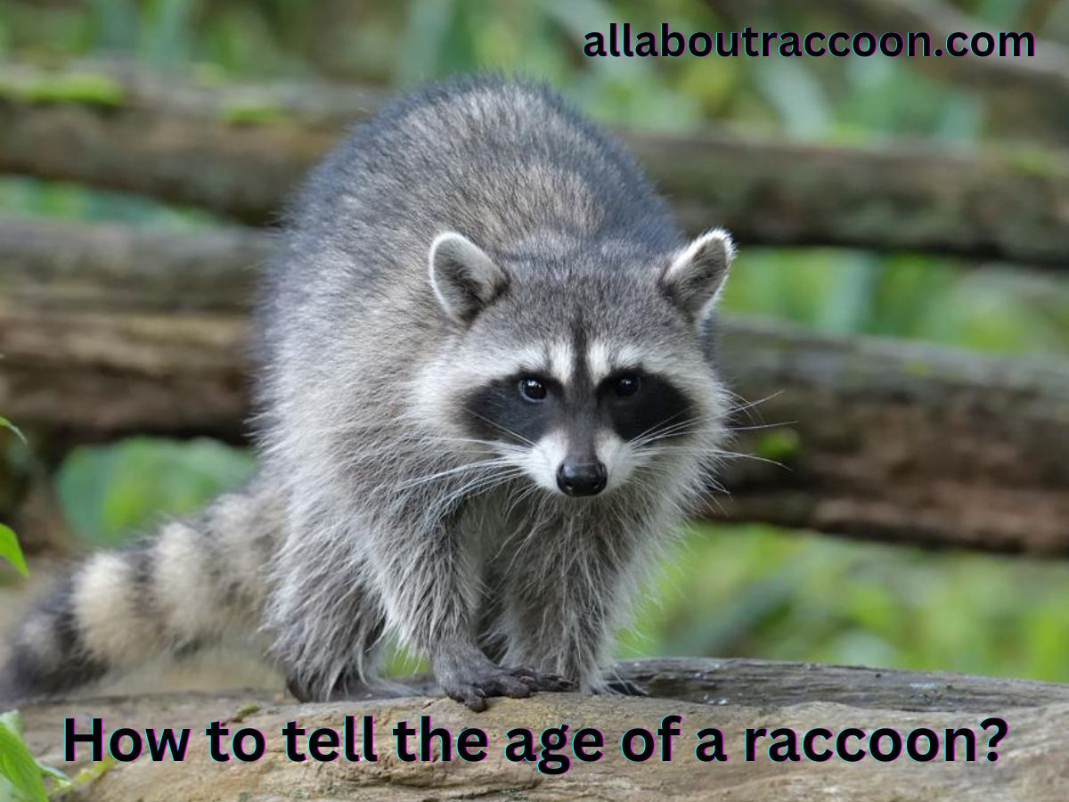 How to tell the age of a raccoon?