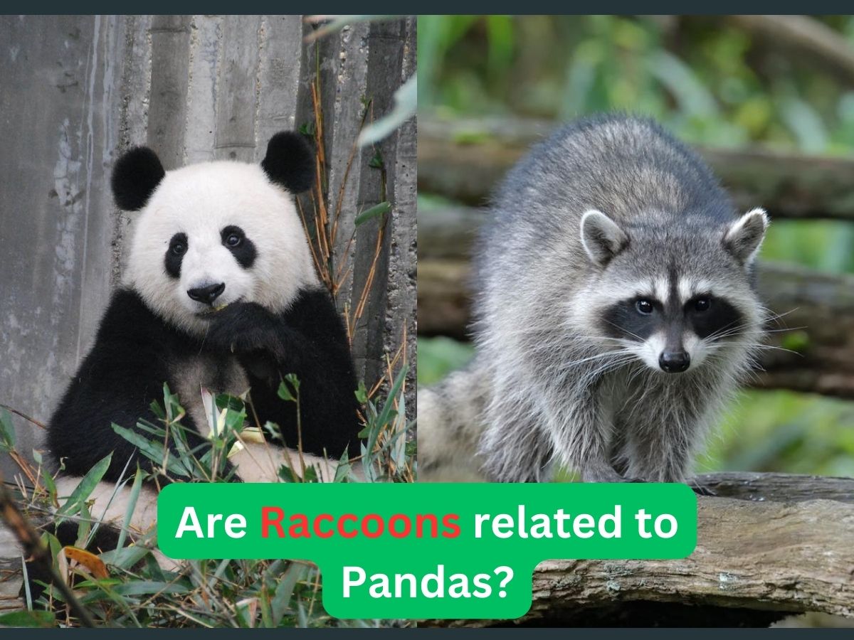 are raccoons related to pandas?