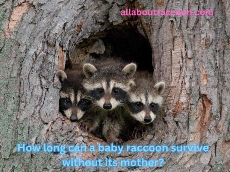 How long can a Baby Raccoon Survive without its Mother?