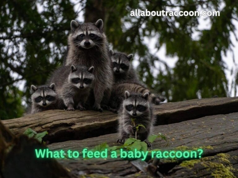 What to Feed a Baby Raccoon?-Complete Guide!