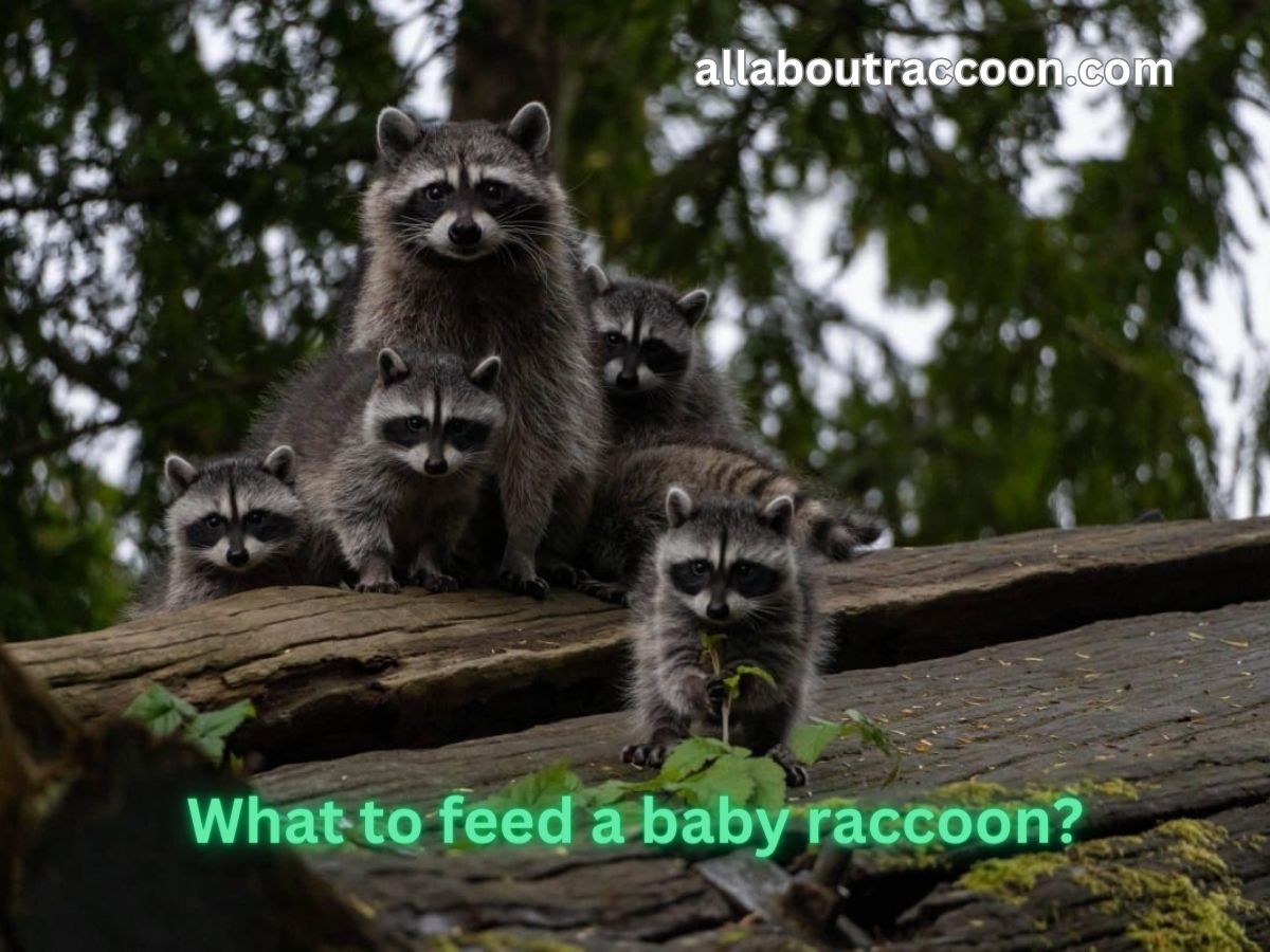 what to feed a baby raccoon?