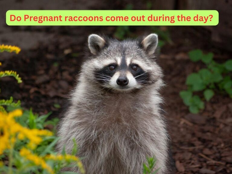 Do Pregnant Raccoons Come Out During the Day?