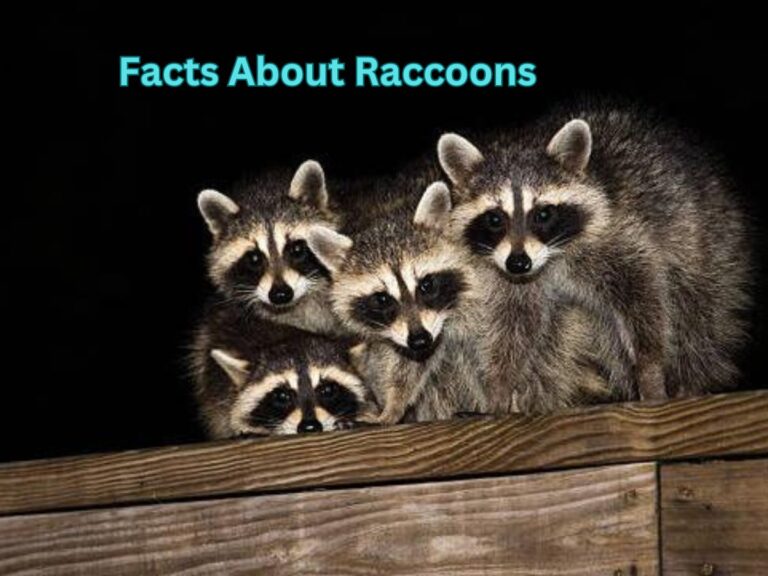 Facts About Raccoons- An in-depth look!