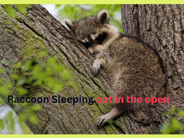 Raccoon Sleeping Out in the Open- Surprising Facts!