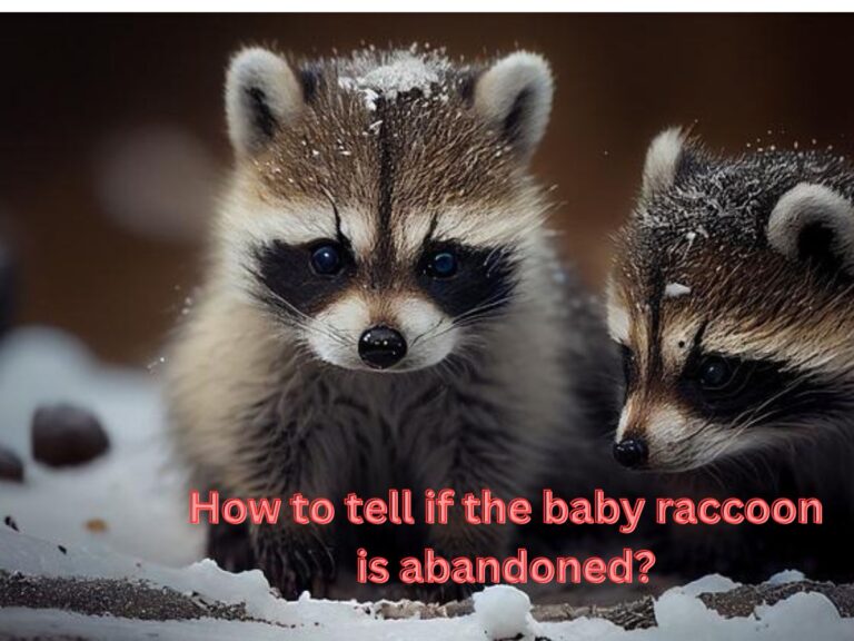 How can you tell if a baby raccoon is abandoned?