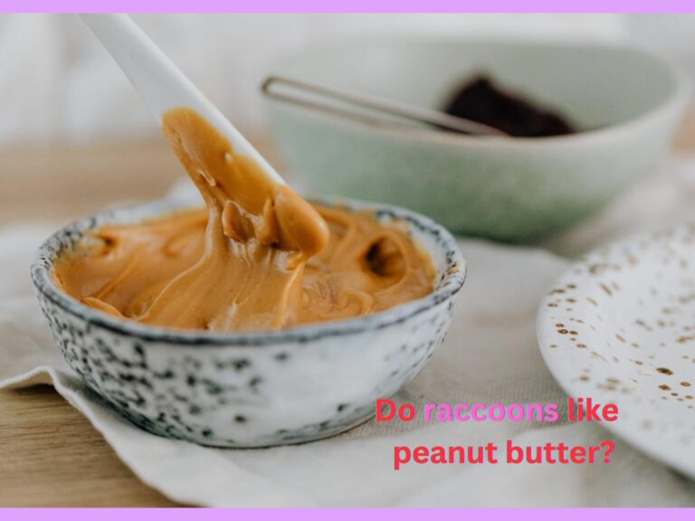 Do Raccoons like Peanut Butter?
