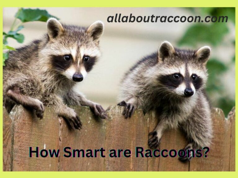 How Smart Are Raccoons?