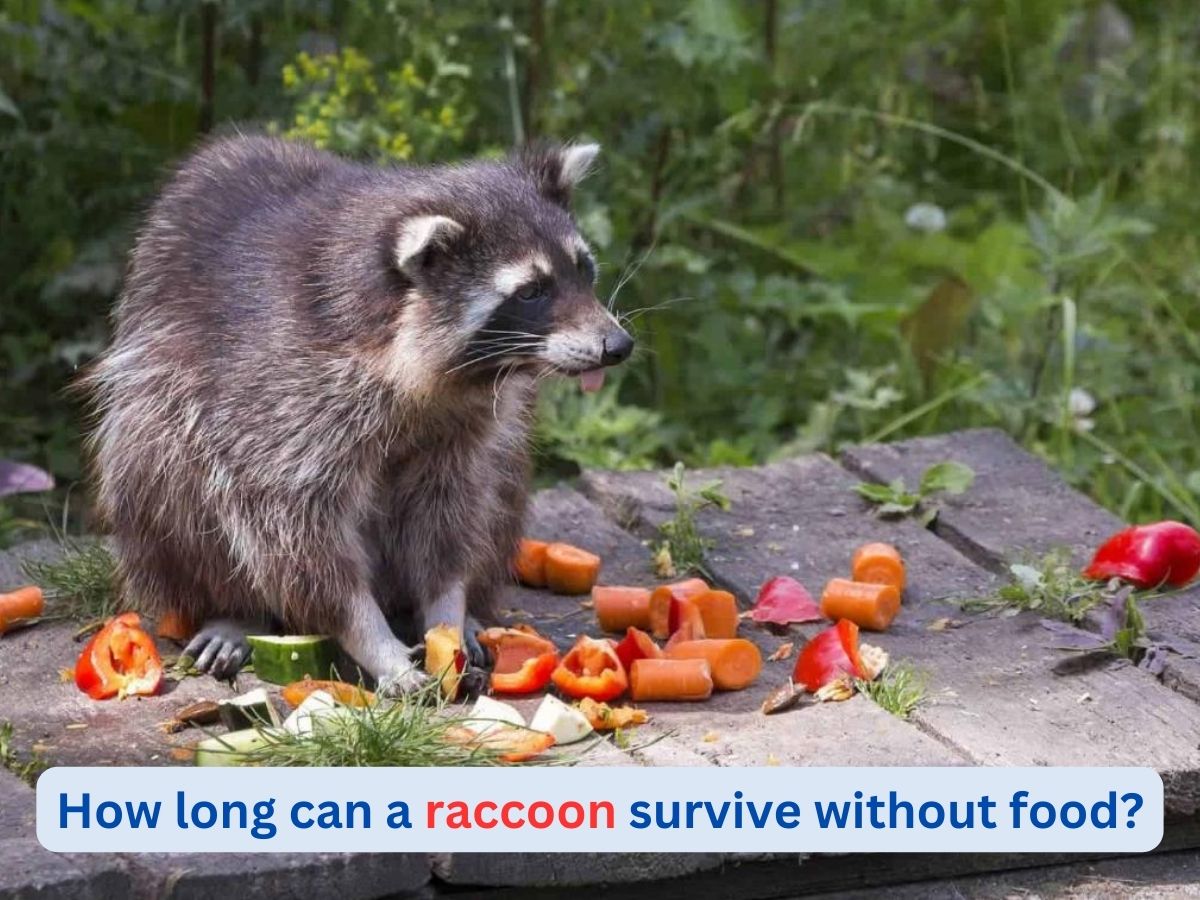 How long can a raccoon live without food?