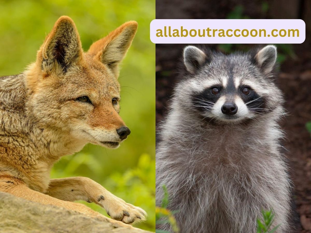 does foxes eat raccoons?