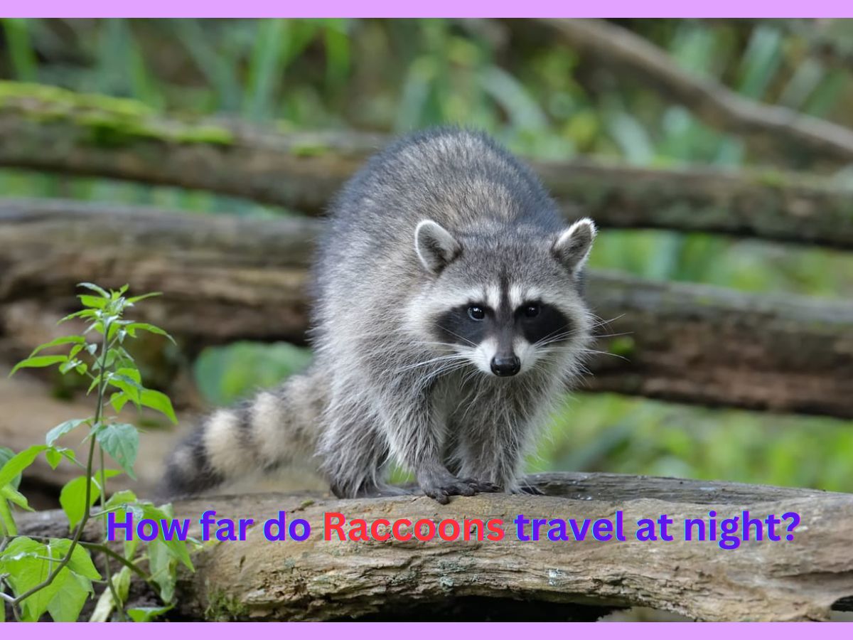 How far do raccoons travel at night?