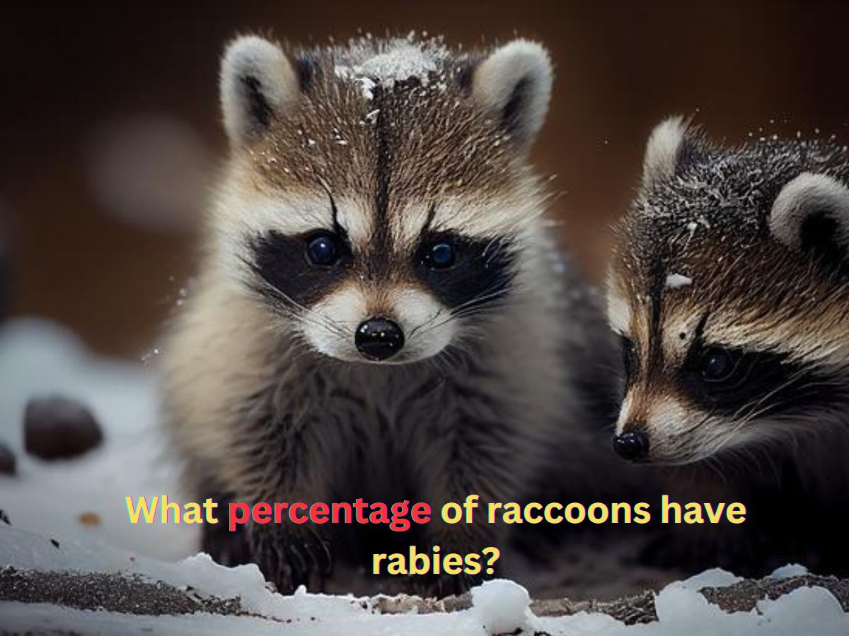 what percentage of raccoons have rabies?